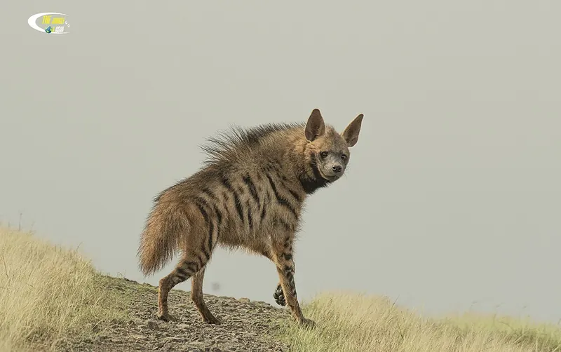 Striped hyena standing on a grassy slope