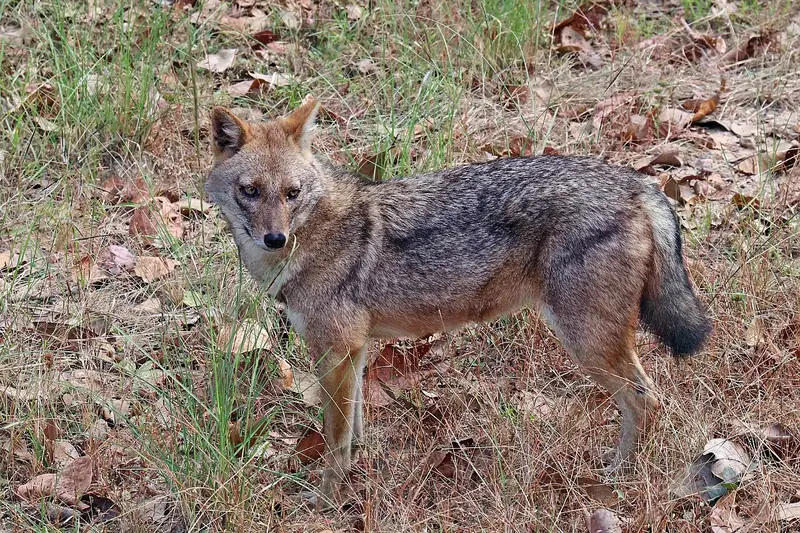 Golden jackal standing on a forest track
