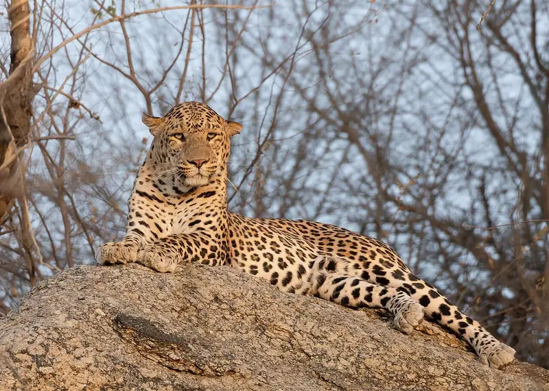 Indian leopard lying on a granite rock