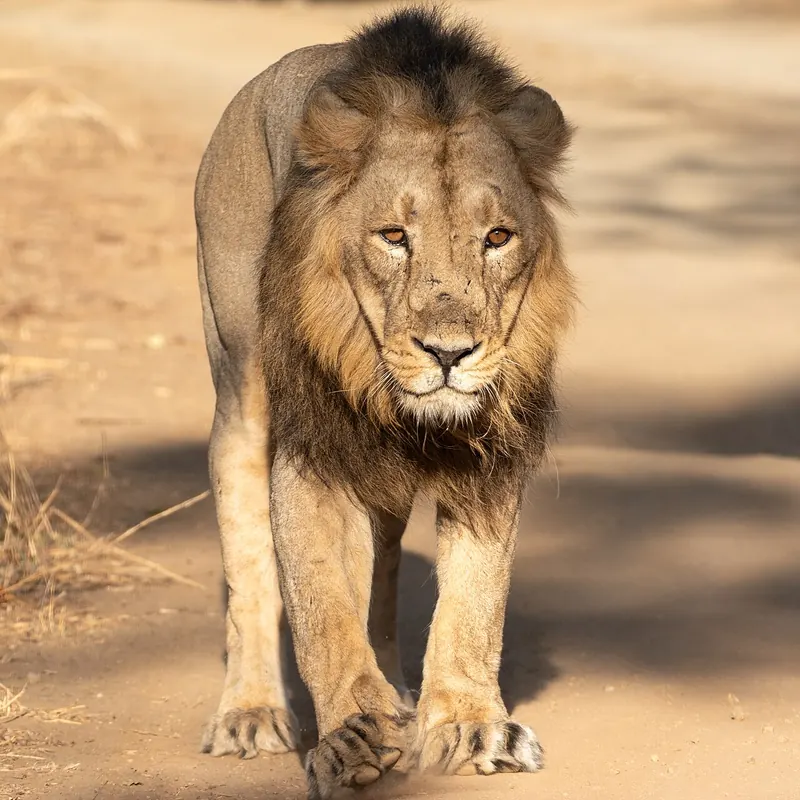 Male Asiatic lion walking towards the camera