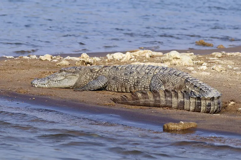 Mugger crocodile basking on a riverbank