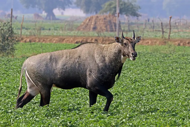 Male nilgai (blue bull) in a green field
