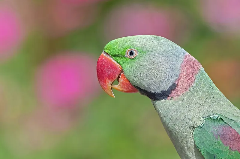 Close-up of an Alexandrine parakeet