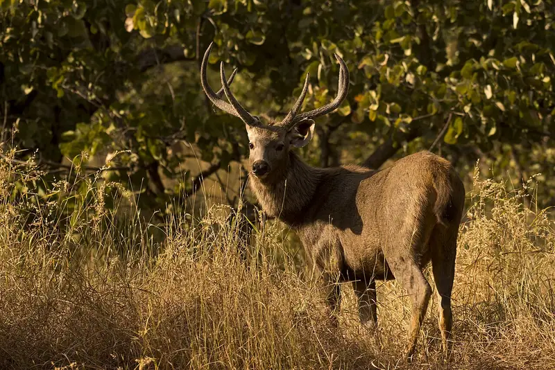 Sambar deer stag with antlers