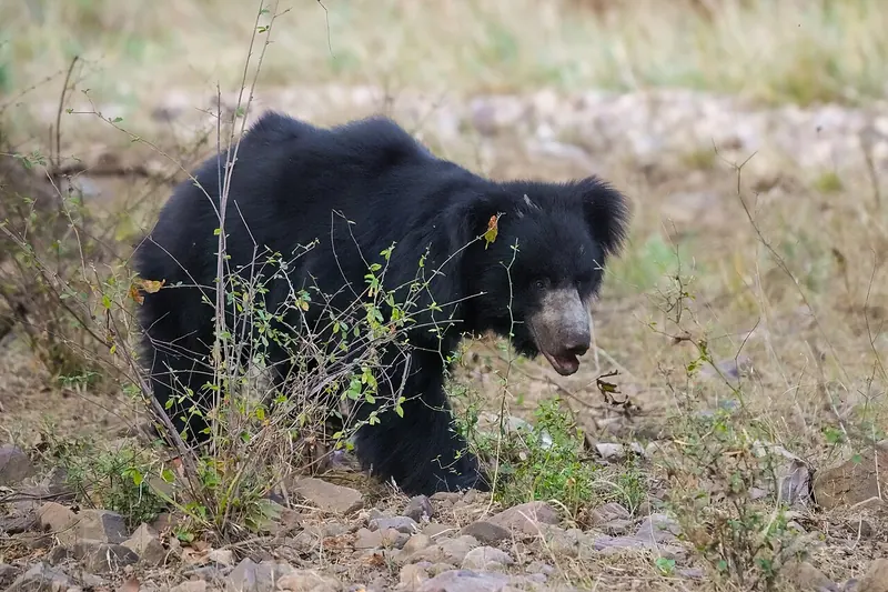 Sloth bear walking through dry forest