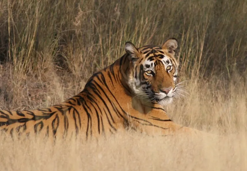 Bengal tiger resting in golden grass
