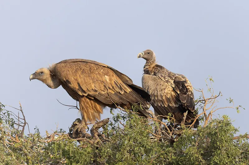 Two long-billed vultures perched on a bush