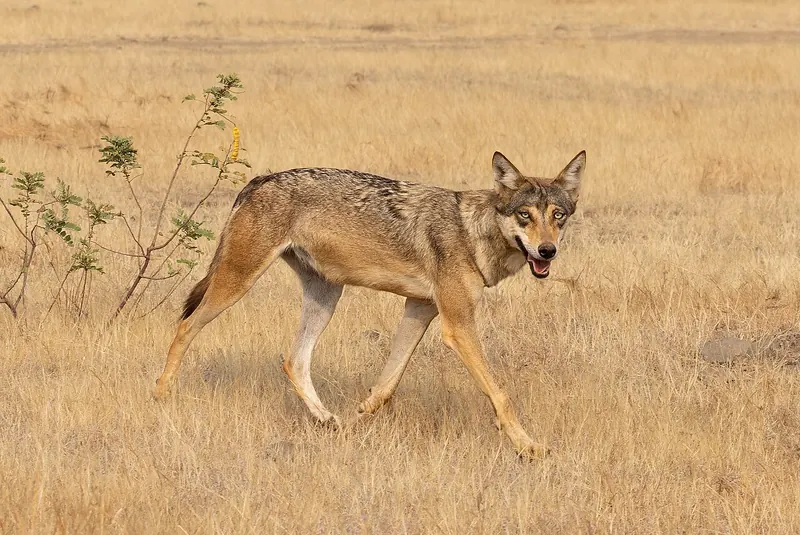 Indian wolf trotting across a grassland